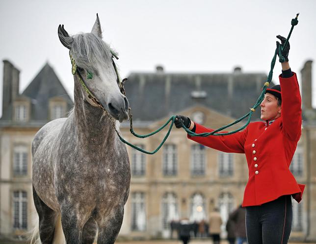 Normandie, terre de chevaux