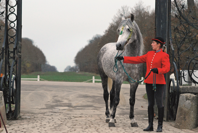 Haras nationaux : la fin d’une longue histoire