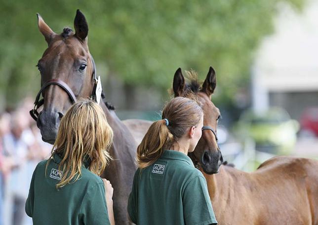 Les AQPS, du cheval de guerre aux courses d’obstacles