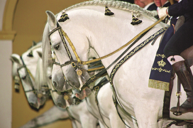 À Jerez, dansent aussi les chevaux