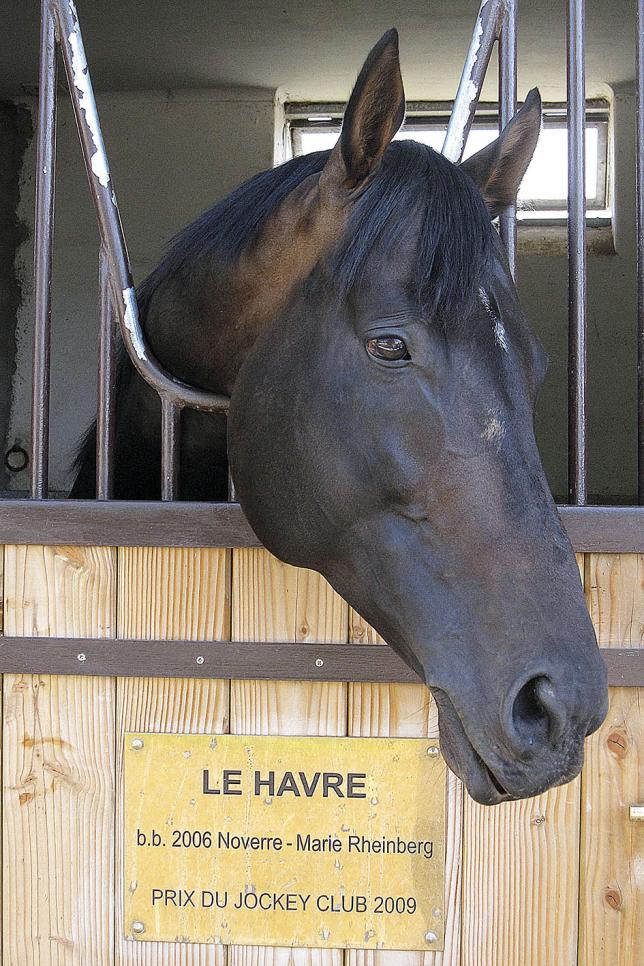 Gérard-Augustin-Normand : “les chevaux de courses, c’est comme la Bourse, l’émotion en plus”