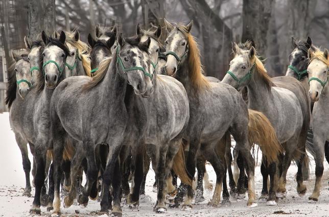 Les lipizzans du Karst