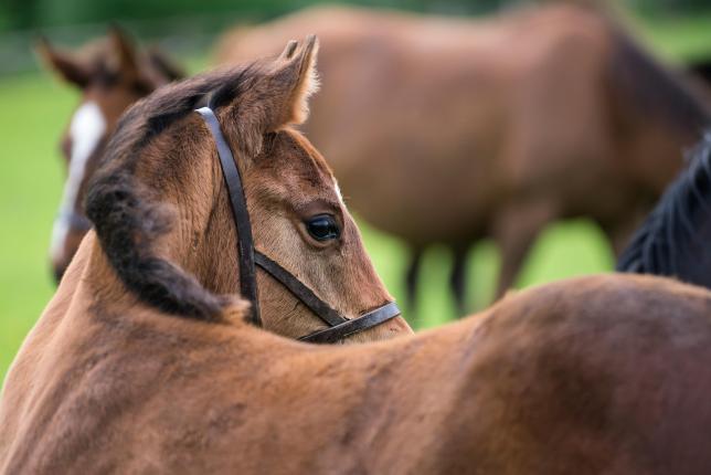 Jean-Pierre Digard : &quot;le cheval animal de compagnie, c&#039;est la mort de l&#039;espèce équine !&quot;