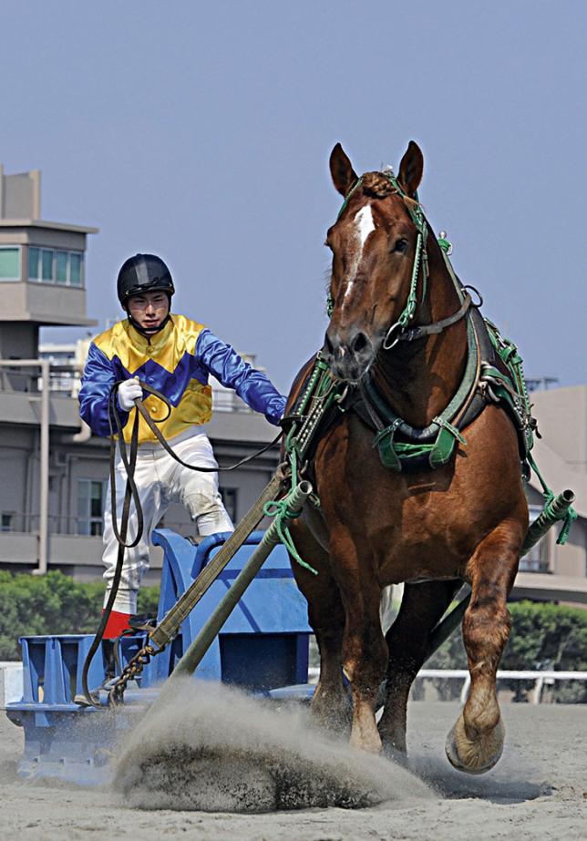 La force tranquille du percheron