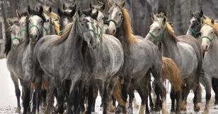 La force tranquille du percheron