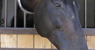 Jean-Louis Gouraud : “L’amour des chevaux est sans remède”