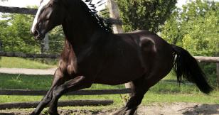 Galop au pied du volcan enragé